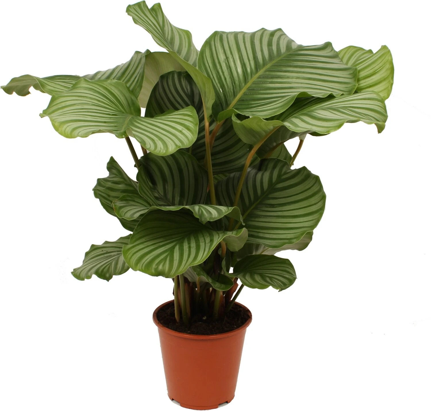 Calathea (Calathea Orbifolia) D 19 H 75 Cm 3 Calathea (Calathea Orbifolia) D 19 H 75 Cm