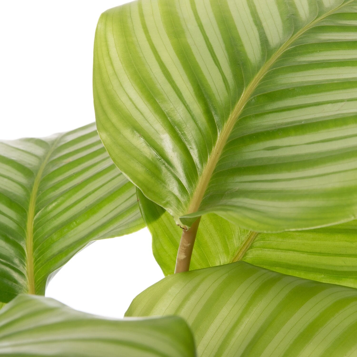 Calathea (Calathea Orbifolia) D 19 H 75 Cm 4 Calathea (Calathea Orbifolia) D 19 H 75 Cm - Afbeelding 2