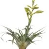 Tillandsia (Tillandsia Oerstediana) D 12 H 55 Cm
