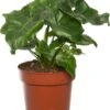 Philodendron (Philodendron Selloum 'Atom') D 12 H 25 Cm -Groene Tuin Winkel 8717263418641