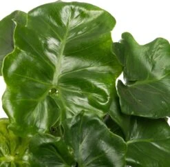 Philodendron (Philodendron Selloum 'Atom') D 12 H 25 Cm 5 Philodendron (Philodendron Selloum 'Atom') D 12 H 25 Cm -Groene Tuin Winkel 8717263418641 2