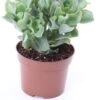 Crassula (Crassula Undulatifolia 'Magic') D 12 H 17 Cm -Groene Tuin Winkel 8717263418825