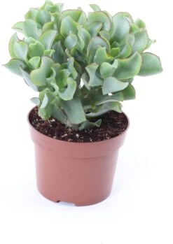 Crassula (Crassula Undulatifolia 'Magic') D 12 H 17 Cm