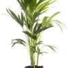 Kentiapalm (Howea Forsteriana) D 19 H 90 Cm