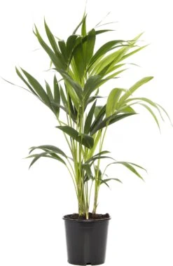 Kentiapalm (Howea Forsteriana) D 19 H 90 Cm