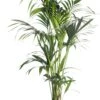 Kentiapalm (Howea Forsteriana) D 24 H 140 Cm 1 Kentiapalm (Howea Forsteriana) D 24 H 140 Cm -Groene Tuin Winkel 8717263418931 1