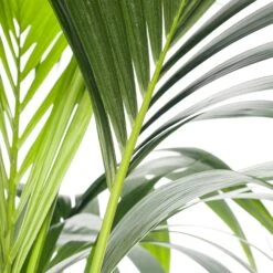 Kentiapalm (Howea Forsteriana) D 24 H 140 Cm -Groene Tuin Winkel 8717263418931 1 2