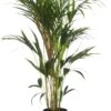 Kentiapalm (Howea Forsteriana) D 24 H 160 Cm -Groene Tuin Winkel 8717263418948