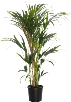 Kentiapalm (Howea Forsteriana) D 24 H 160 Cm