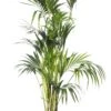 Kentiapalm (Howea Forsteriana) D 27 H 170 Cm 2 Kentiapalm (Howea Forsteriana) D 27 H 170 Cm -Groene Tuin Winkel 8717263418955 1