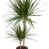Drakenbloedboom (Dracaena Marginata) D 19 H 100 Cm