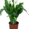 Aronskelk (Zantedeschia 'Captain Fresco') Wit D 13 H 40 Cm -Groene Tuin Winkel 8717263419143