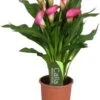 Aronskelk (Zantedeschia 'Zazu') Roze D 13 H 40 Cm -Groene Tuin Winkel 8717263419150