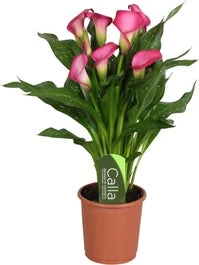 Aronskelk (Zantedeschia 'Zazu') Roze D 13 H 40 Cm