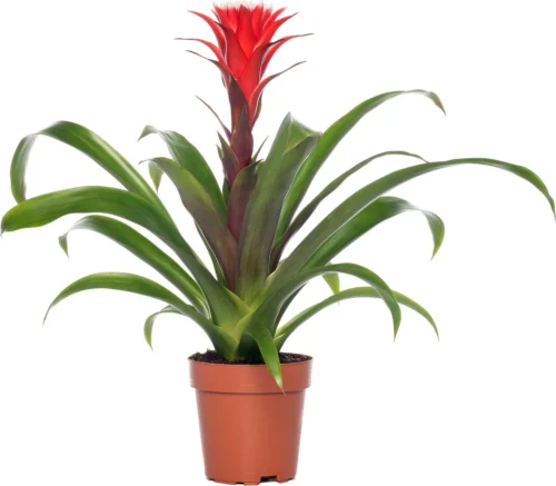 Bromelia (Guzmania 'Hope') D 12 H 45 Cm