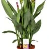 Curcuma (Curcuma 'Splash') D 15 H 55 Cm -Groene Tuin Winkel 8717263419822