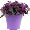 Fluweelplant (Gynura 'Purple Passion') D 15 H 25 Cm -Groene Tuin Winkel 8717263419990 2 1
