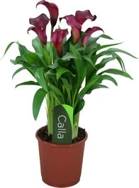 Aronskelk (Zantedeschia 'Allure') D 13 H 40 Cm