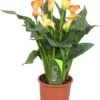 Aronskelk (Zantedeschia 'Morning Sun') D 13 H 40 Cm -Groene Tuin Winkel 8717263455073