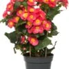 Begonia (Begonia Elatior 'Valentino') D 14 H 30 Cm -Groene Tuin Winkel 8717263455240