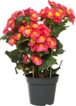 Begonia (Begonia Elatior 'Valentino') D 14 H 30 Cm