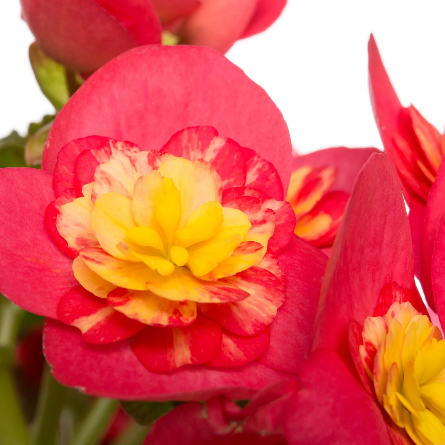 Begonia (Begonia Elatior 'Valentino') D 14 H 30 Cm 4 Begonia (Begonia Elatior 'Valentino') D 14 H 30 Cm - Afbeelding 2