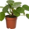 Pannenkoekenplant (Pilea Peperomioides) D 12 H 20 Cm 1 Pannenkoekenplant (Pilea Peperomioides) D 12 H 20 Cm -Groene Tuin Winkel 8717263455325 0