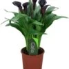 Aronskelk (Zantedeschia 'Odessa') D 13 H 40 Cm -Groene Tuin Winkel 8717263455493