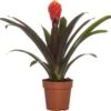 Guzmania (Guzmania 'Tala') D 12 H 45 Cm -Groene Tuin Winkel 8717263455974