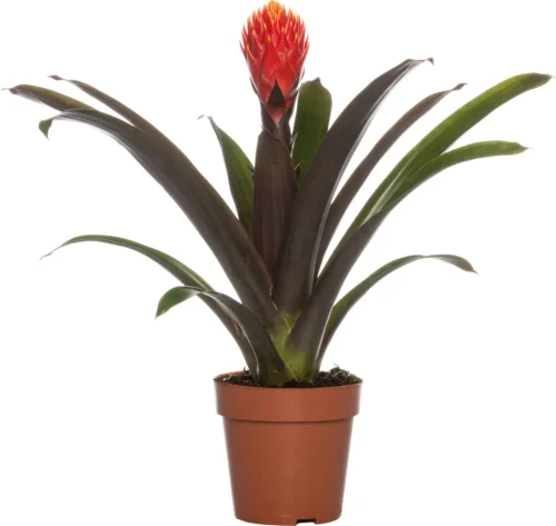 Guzmania (Guzmania 'Tala') D 12 H 45 Cm