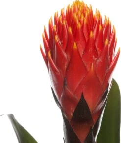Guzmania (Guzmania 'Tala') D 12 H 45 Cm -Groene Tuin Winkel 8717263455974 2