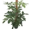 Philodendron (Philodendron Pedatum) D 24 H 120 Cm -Groene Tuin Winkel 8717263456735