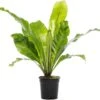 Nestvaren (Asplenium Nidus) D 17 H 50 Cm -Groene Tuin Winkel 8717263456797 1