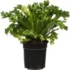 Nestvaren (Asplenium Antiquum 'Leslie') D 17 H 50 Cm 2 Nestvaren (Asplenium Antiquum 'Leslie') D 17 H 50 Cm -Groene Tuin Winkel 8717263456803 1
