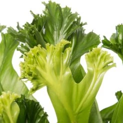 Nestvaren (Asplenium Antiquum 'Leslie') D 17 H 50 Cm -Groene Tuin Winkel 8717263456803 2