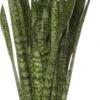 Vrouwentong (Sansevieria Zeylanica) D 21 H 80 Cm -Groene Tuin Winkel 8717263456827 1