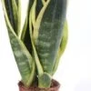 Vrouwentong (Sansevieria Trifasciata 'Superba') D 9 H 30 Cm 1 Vrouwentong (Sansevieria Trifasciata 'Superba') D 9 H 30 Cm -Groene Tuin Winkel 8717263456834 1