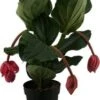 Medinilla (Medinilla Magnifica 'Flamengo') D 17 H 50 Cm -Groene Tuin Winkel 8717263456858