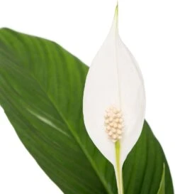 Groene Bloom Winkel 19 Groene Bloom Winkel -Groene Tuin Winkel 8717263456872 1