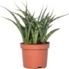 Vrouwentong (Sansevieria 'Fernwood Punk') D 10 H 30 Cm 2 Vrouwentong (Sansevieria 'Fernwood Punk') D 10 H 30 Cm -Groene Tuin Winkel 8717263458548 1 1