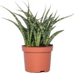 Vrouwentong (Sansevieria 'Fernwood Punk') D 10 H 30 Cm