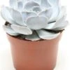 Echeveria (Echeveria 'Lilacina') D 12 H 15 Cm -Groene Tuin Winkel 8717263458678