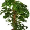 Gatenplant (Monstera Pertusum) D 27 H 150 Cm -Groene Tuin Winkel 8717263458708
