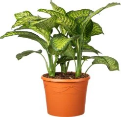 Dieffenbachia (Dieffenbachia Seguine 'Tropic Jewel') D 35 H 130 Cm