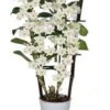 Bamboe Orchidee Op Rek (Dendrobium Nobile 'Apollon') D 12 H 50 Cm 2 Bamboe Orchidee Op Rek (Dendrobium Nobile 'Apollon') D 12 H 50 Cm -Groene Tuin Winkel 8717263460633