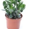 Crassula (Crassula Ov. 'Hulk') D 12 H 18 Cm -Groene Tuin Winkel 8717263460893