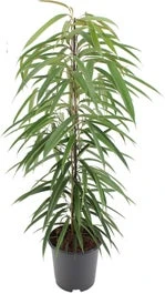 Rubberboom (Ficus Binnendijkii 'Alii') D 21 H 100 Cm