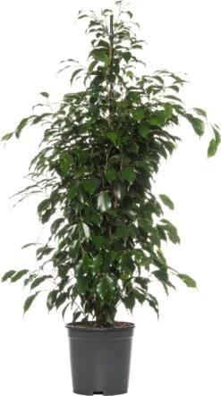 Treurvijg (Ficus Benjamina 'Danielle') D 21 H 105 Cm