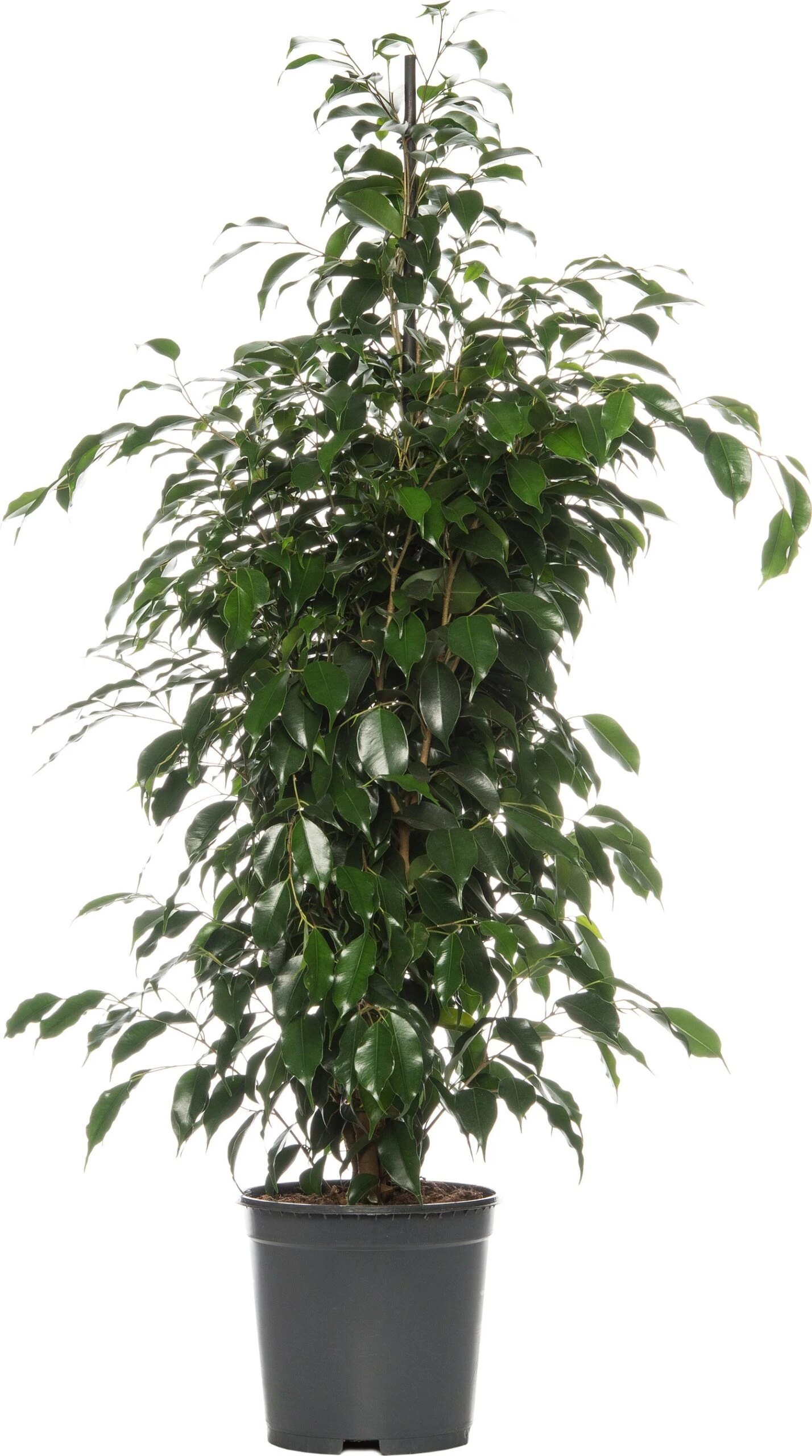 Treurvijg (Ficus Benjamina 'Danielle') D 21 H 105 Cm 3 Treurvijg (Ficus Benjamina 'Danielle') D 21 H 105 Cm