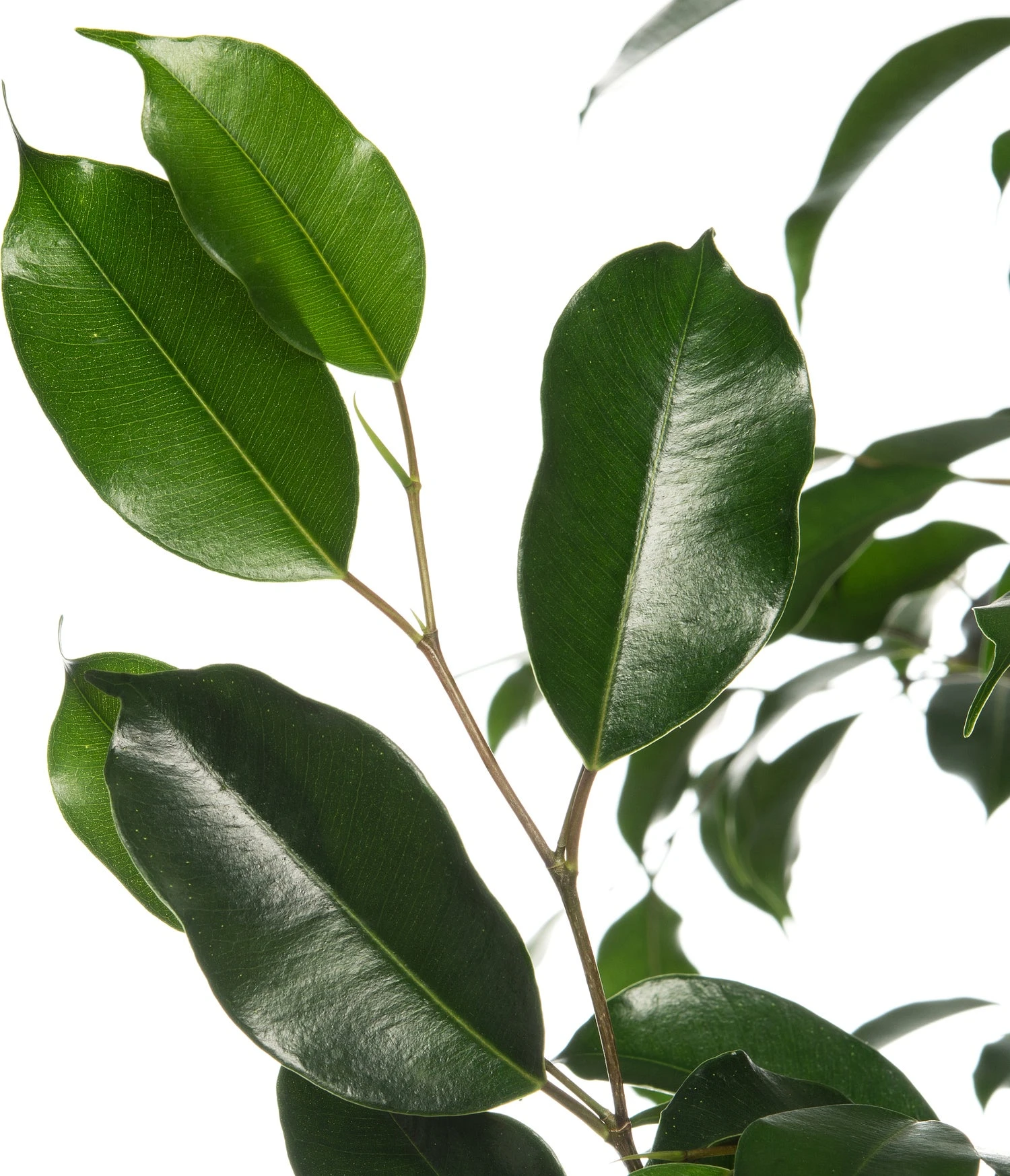 Treurvijg (Ficus Benjamina 'Danielle') D 21 H 105 Cm 4 Treurvijg (Ficus Benjamina 'Danielle') D 21 H 105 Cm - Afbeelding 2